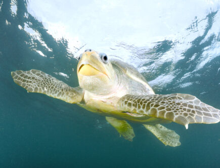 Melvita e WWF Francia proteggono le tartarughe marine in Guyana Francese e Nuova Caledonia